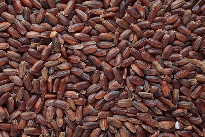 Everything You Need To Know About Brown Rice Protein