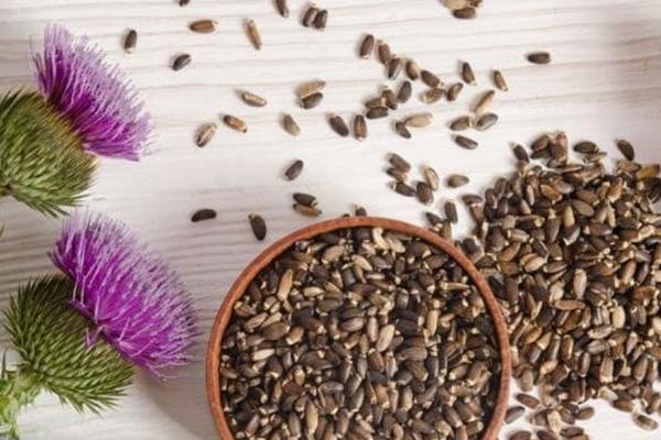 Silymarin Milk Thistle – The Ultimate Liver Supplement